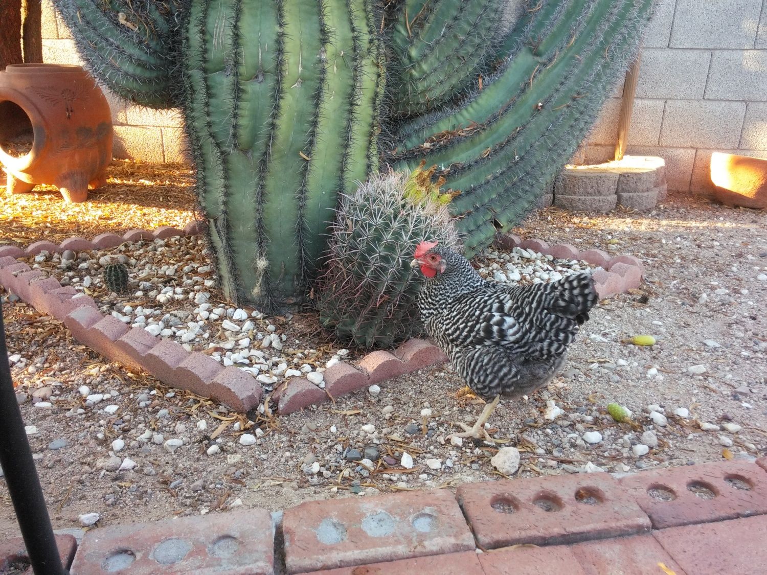 INDoor morning. This is my Plymouth barred rock Cloudy.